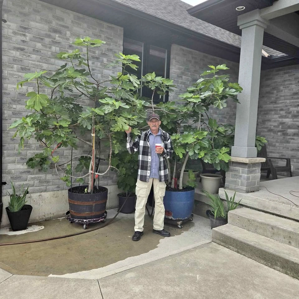 Potted Fig Trees