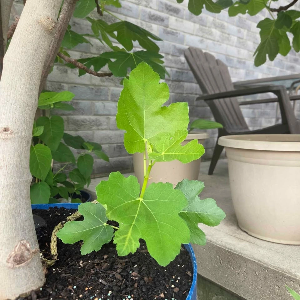 Potted Fig Trees - photo 2