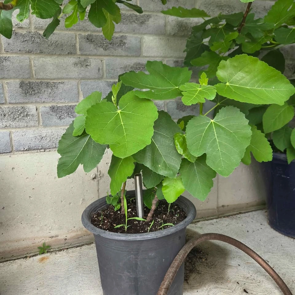 Potted Fig Trees - photo 3