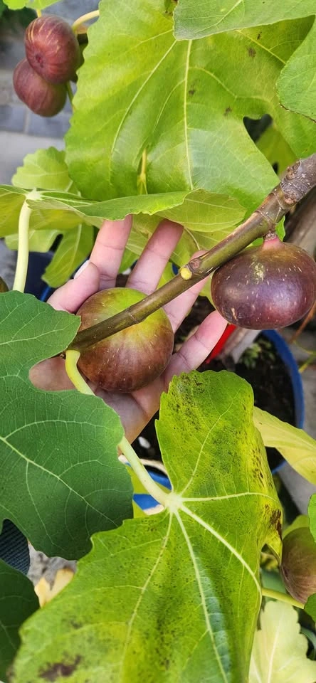 Potted Fig Trees - photo 4