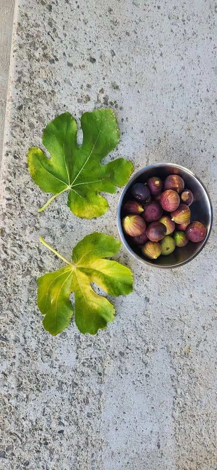 Potted Fig Trees - photo 5