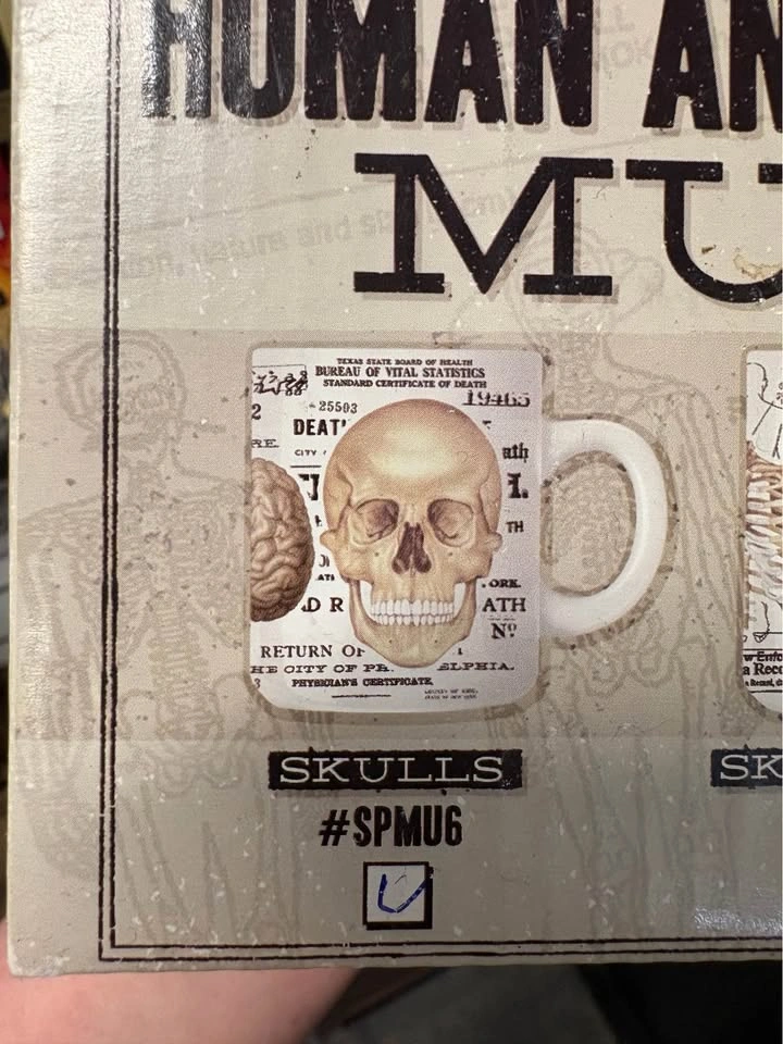 NIB human anatomy mug (skull version) - photo 3