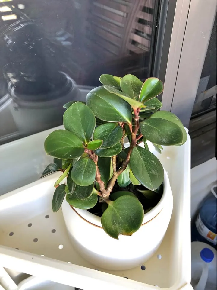 Peperomia Baby Rubber Plant thumbnail