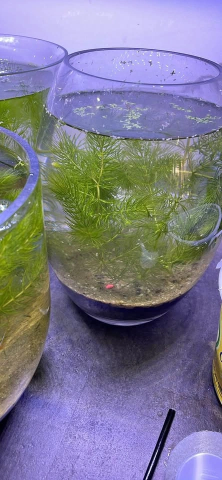 Free frogbit with Handfull of Hornwort Aquarium Plant $2 each