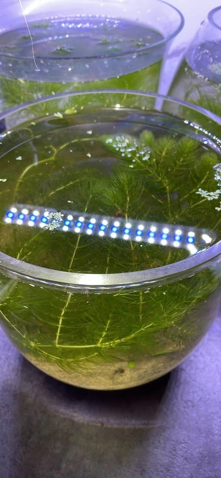 Free frogbit with Handfull of Hornwort Aquarium Plant $2 each - photo 2
