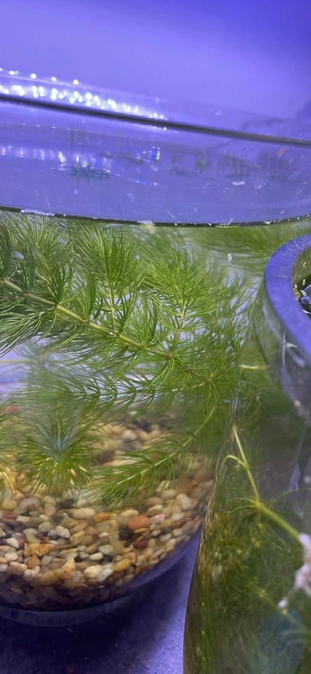 Free frogbit with Handfull of Hornwort Aquarium Plant $2 each - photo 3