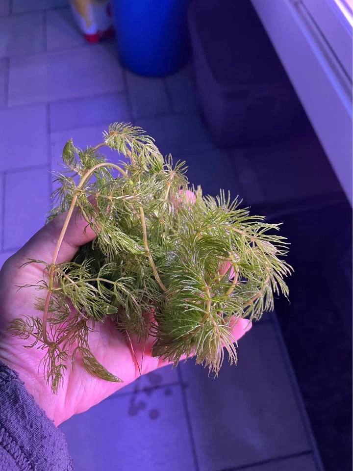 Free frogbit with Handfull of Hornwort Aquarium Plant $2 each - photo 4