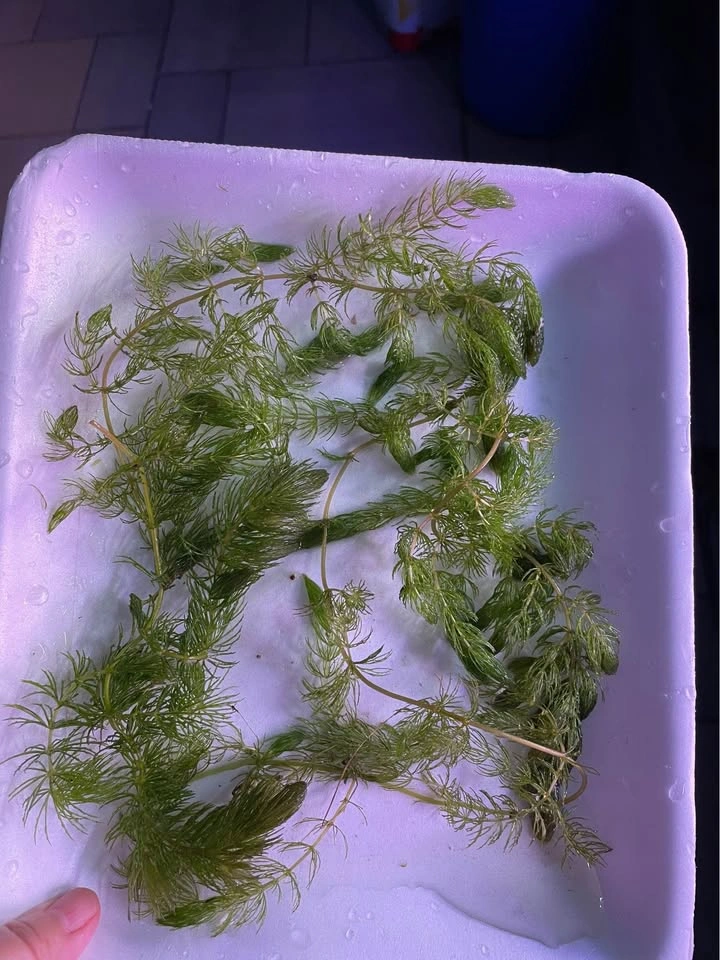 Free frogbit with Handfull of Hornwort Aquarium Plant $2 each - photo 5