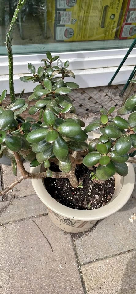 Jade Plant in Decorative Ceramic Pot