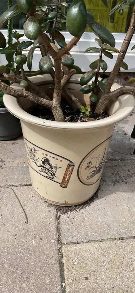 Jade Plant in Decorative Ceramic Pot - photo 2