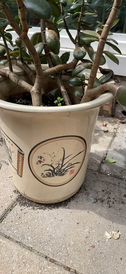 Jade Plant in Decorative Ceramic Pot - photo 3