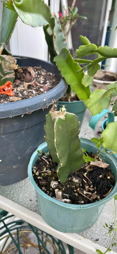 Dragon Fruit Cactus Plants