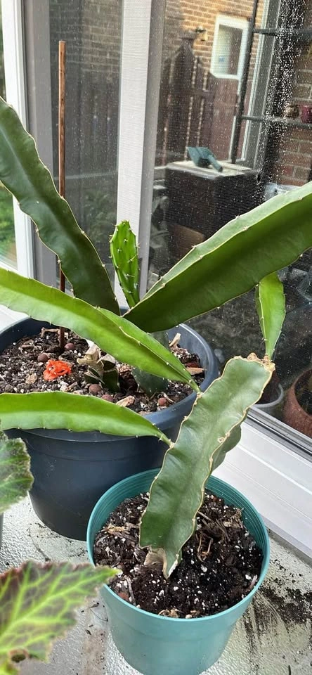 Dragon Fruit Cactus Plants - photo 2