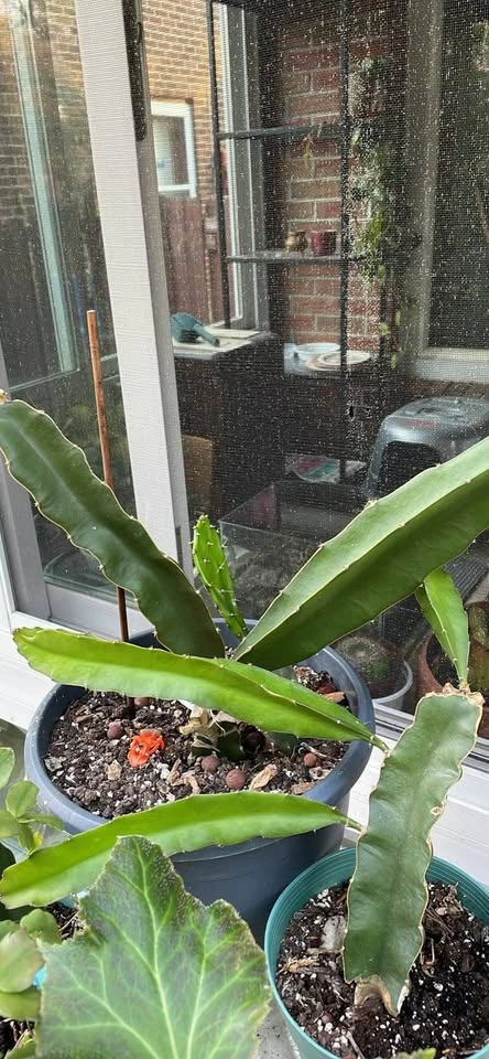 Dragon Fruit Cactus Plants - photo 3
