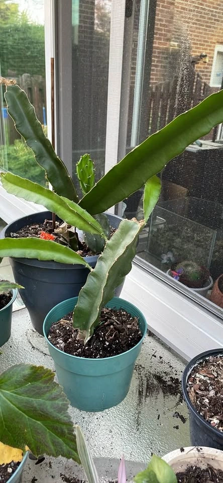 Dragon Fruit Cactus Plants - photo 4
