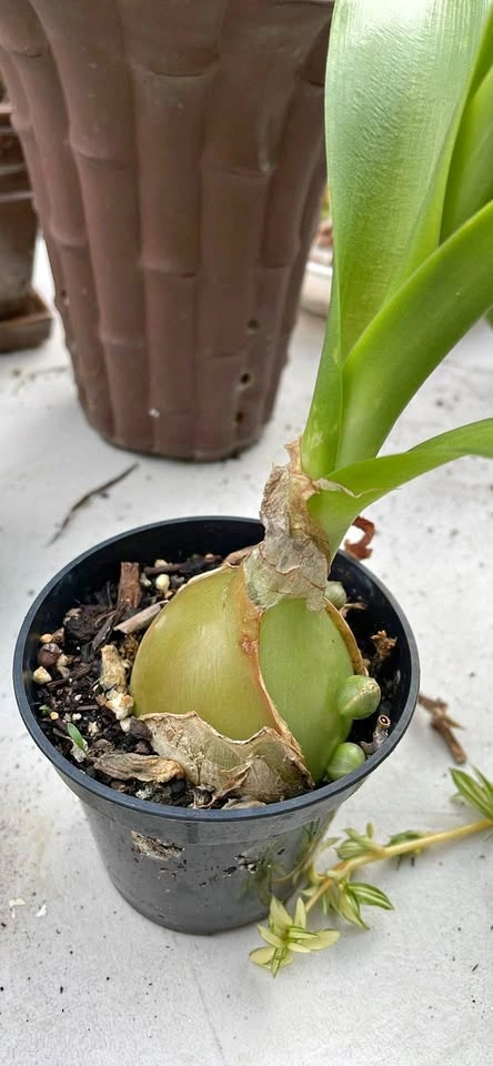 Pregnant Onion Plant