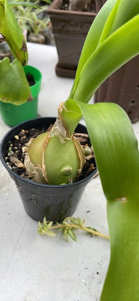 Pregnant Onion Plant - photo 2
