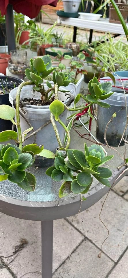 Succulent Plant