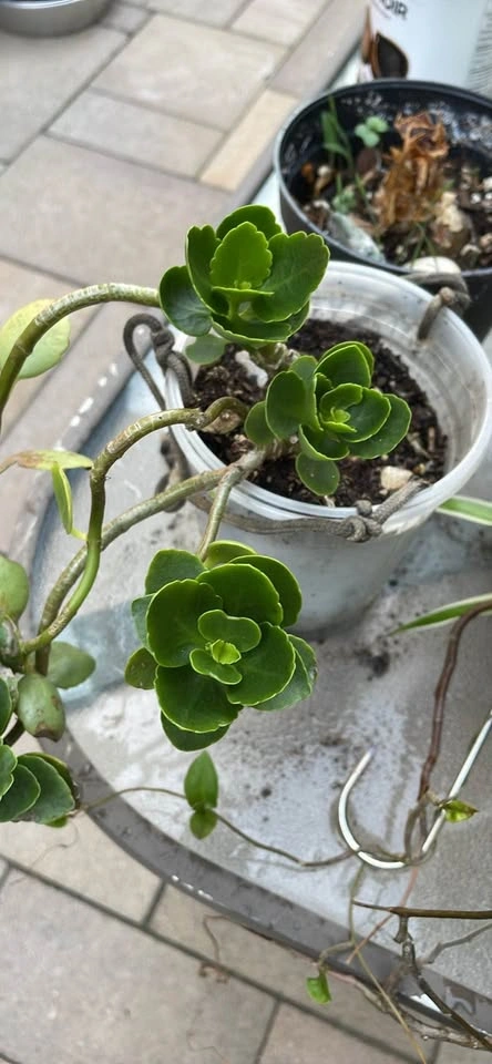 Succulent Plant - photo 2