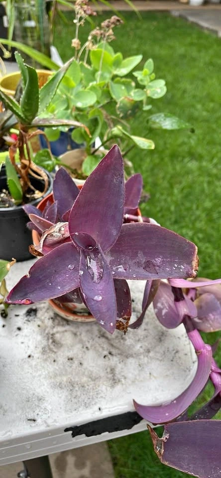 Tradescantia Pallida Purple Heart Plant