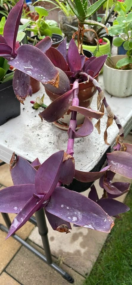 Tradescantia Pallida Purple Heart Plant - photo 2