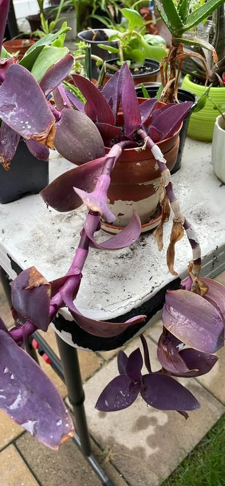 Tradescantia Pallida Purple Heart Plant - photo 3