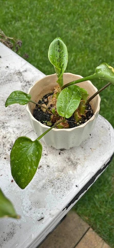 Ledebouria Socialis Silver Squill Plant