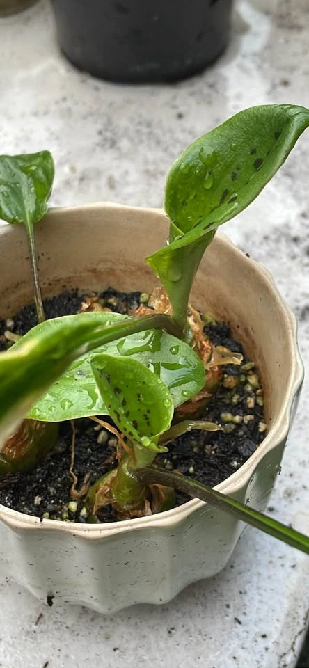 Ledebouria Socialis Silver Squill Plant - photo 3