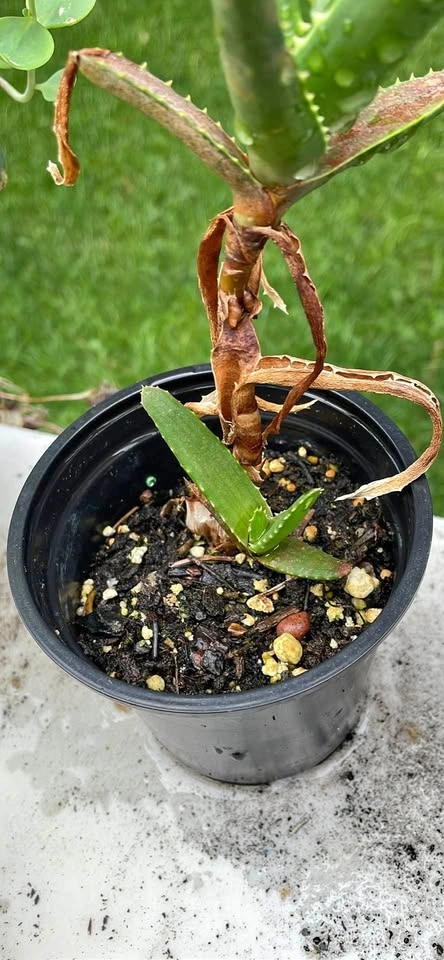 Aloe Vera Plant