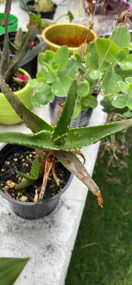 Aloe Vera Plant - photo 2