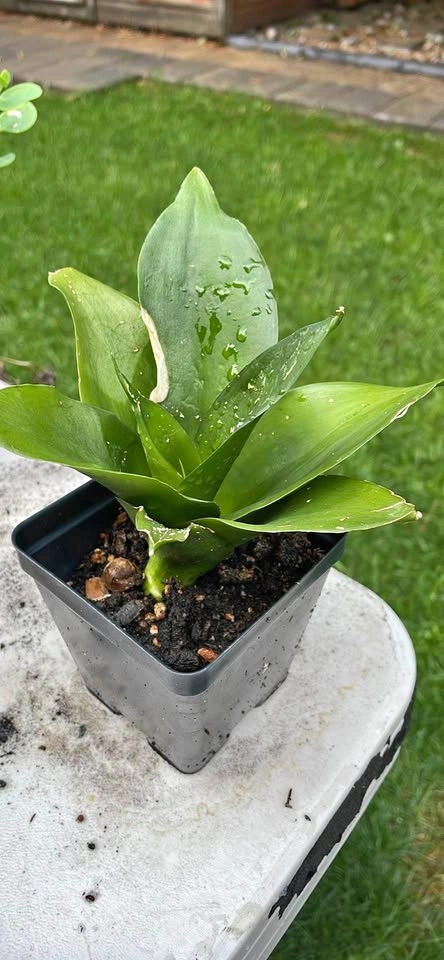 Sansevieria Moonshine Snake Plant