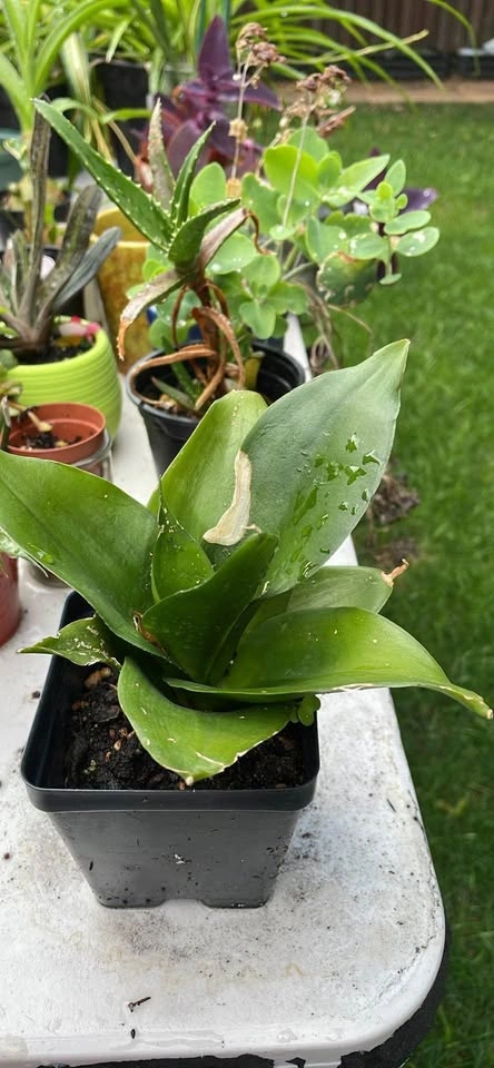 Sansevieria Moonshine Snake Plant - photo 2