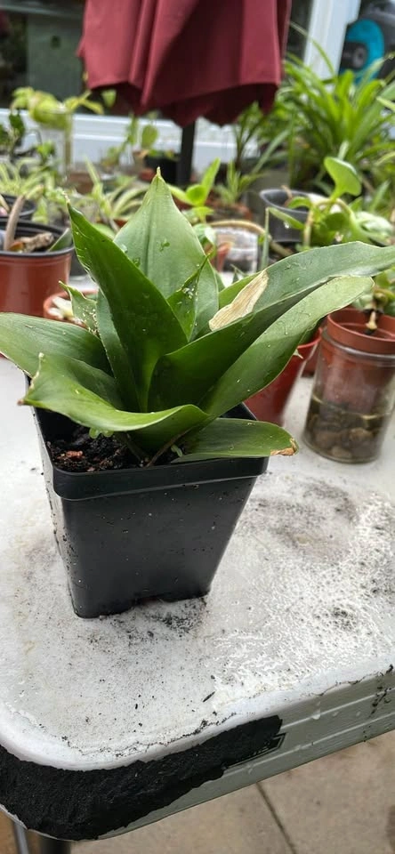 Sansevieria Moonshine Snake Plant - photo 3