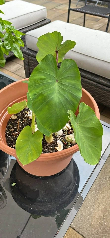 Potted Plant