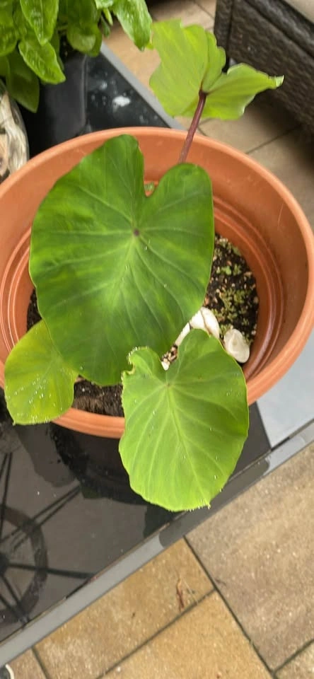 Potted Plant - photo 2