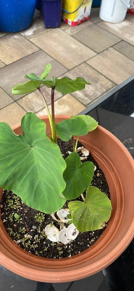 Potted Plant - photo 3
