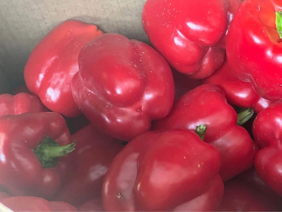 Bell Pepper Red and Green - photo 3