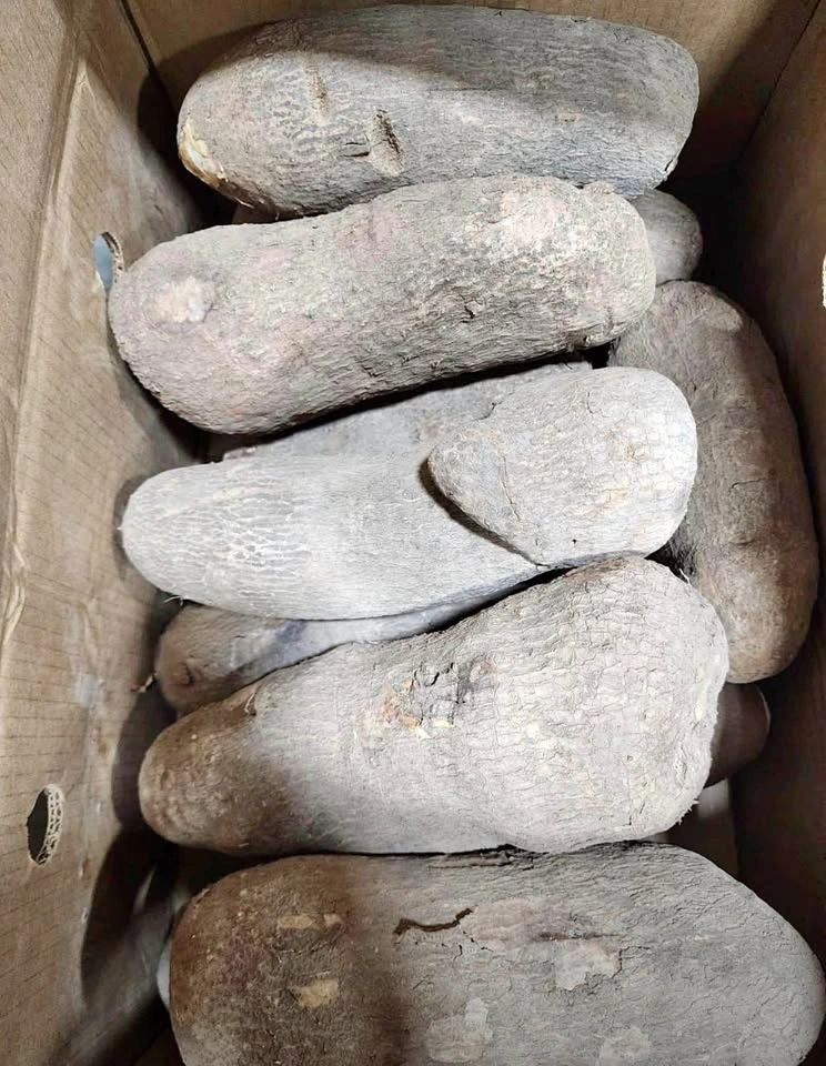 Old Yam