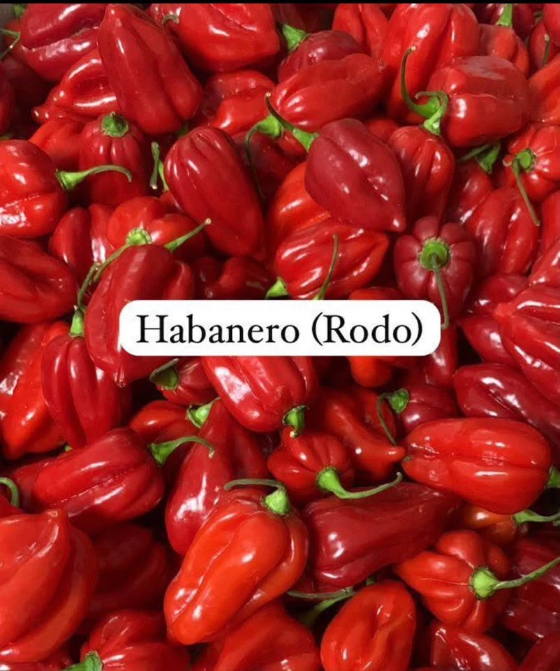 Hot Spicy Habanero