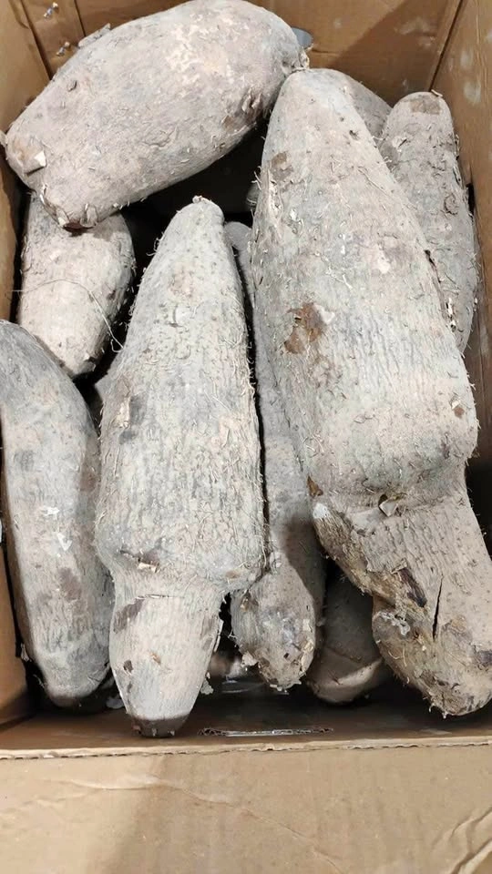 Water Yam