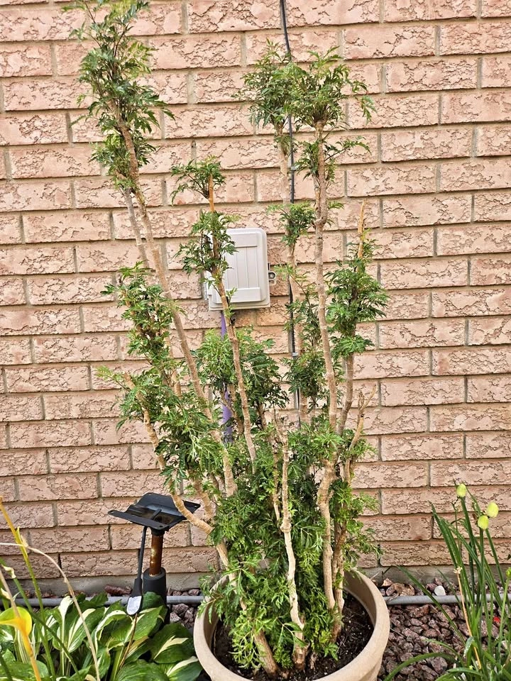 Beautiful Ming Aralia Plant with Pot