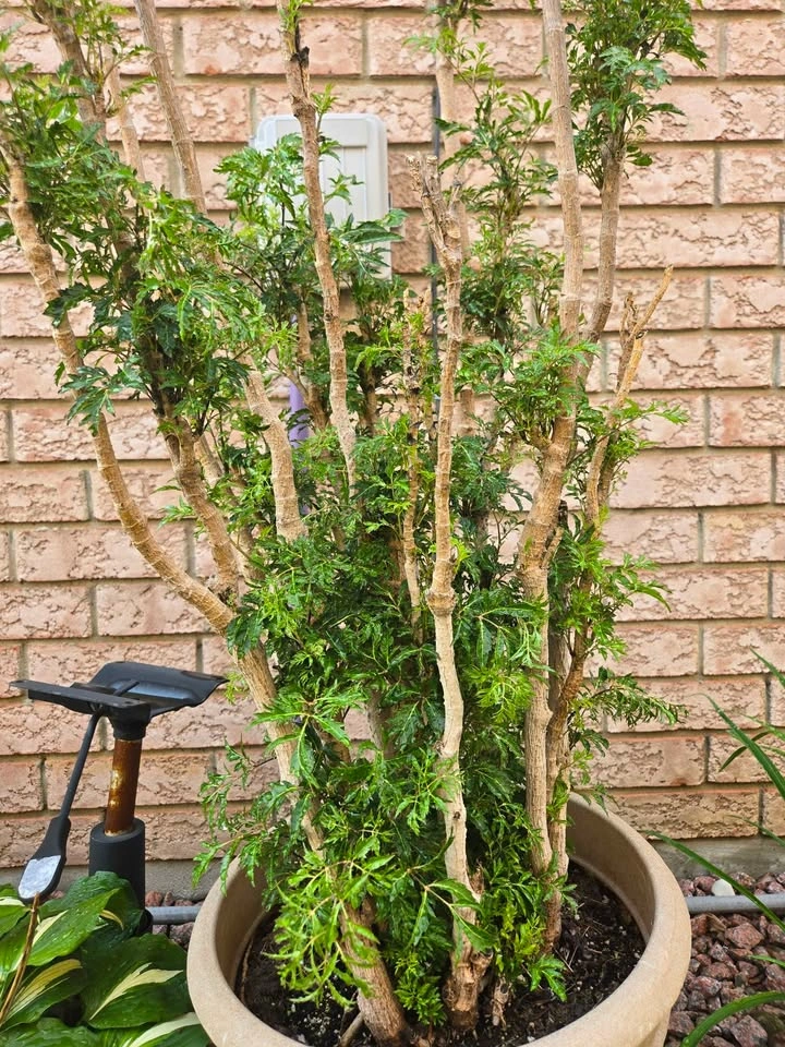 Beautiful Ming Aralia Plant with Pot - photo 2