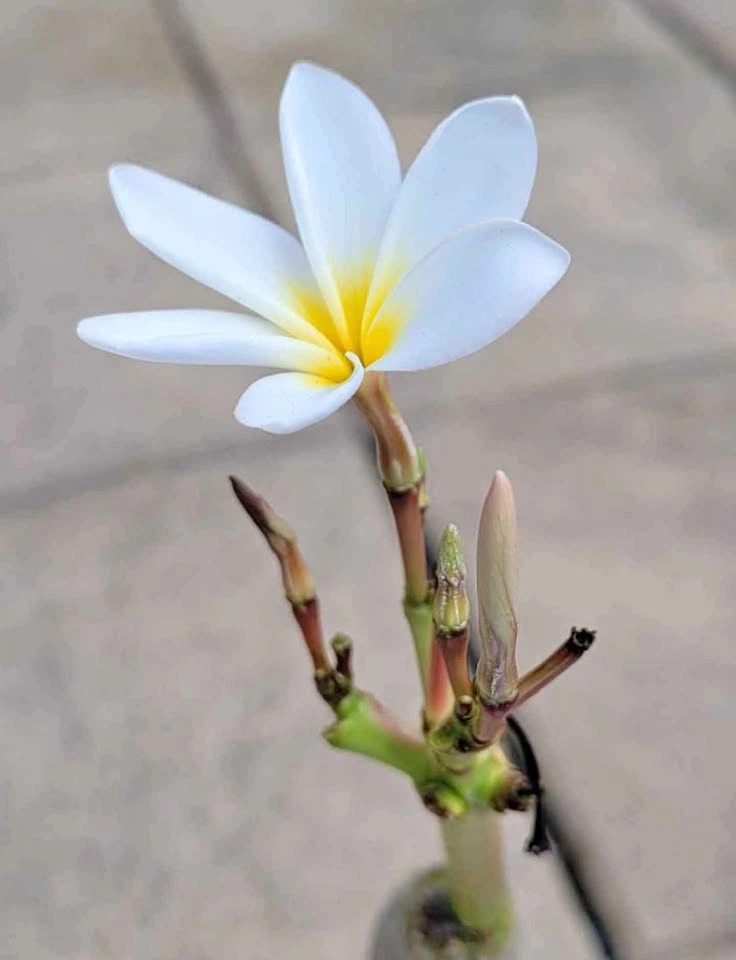 Beautiful Plumeria plant