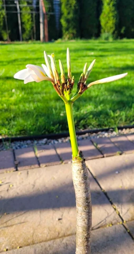 Beautiful Plumeria plant - photo 2
