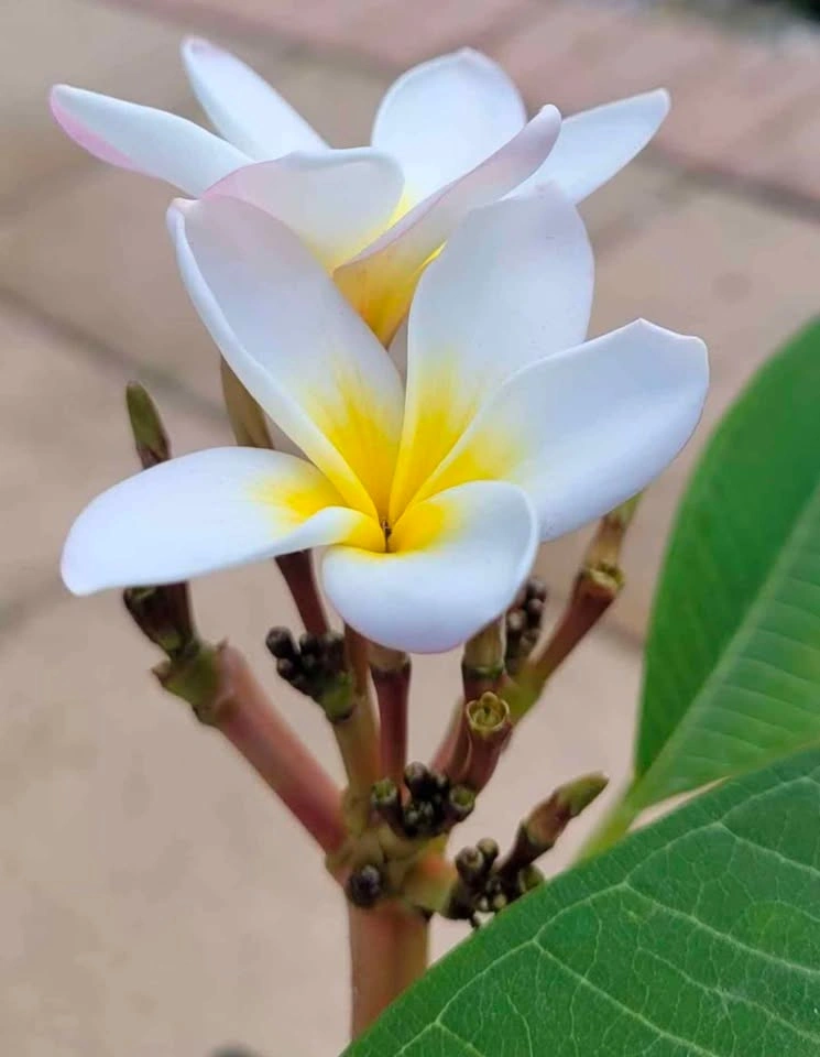 Beautiful Plumeria plant - photo 3