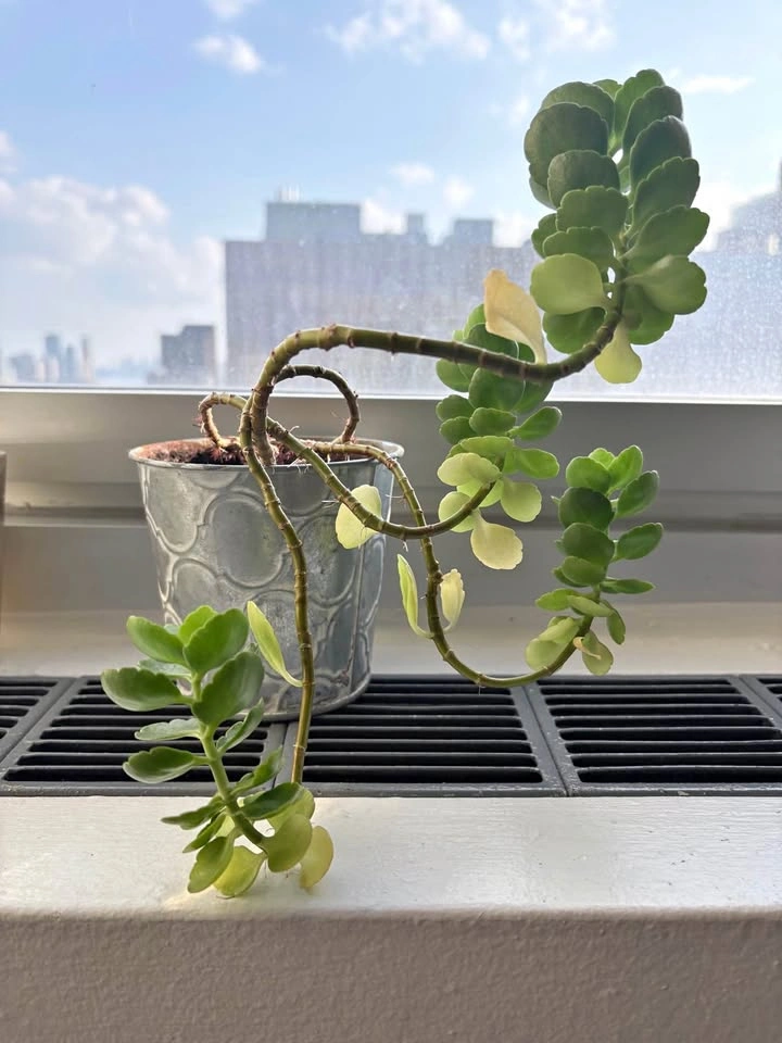 Kalanchoe Succulent in Metal Pot