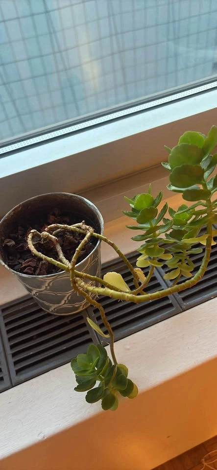 Kalanchoe Succulent in Metal Pot - photo 2