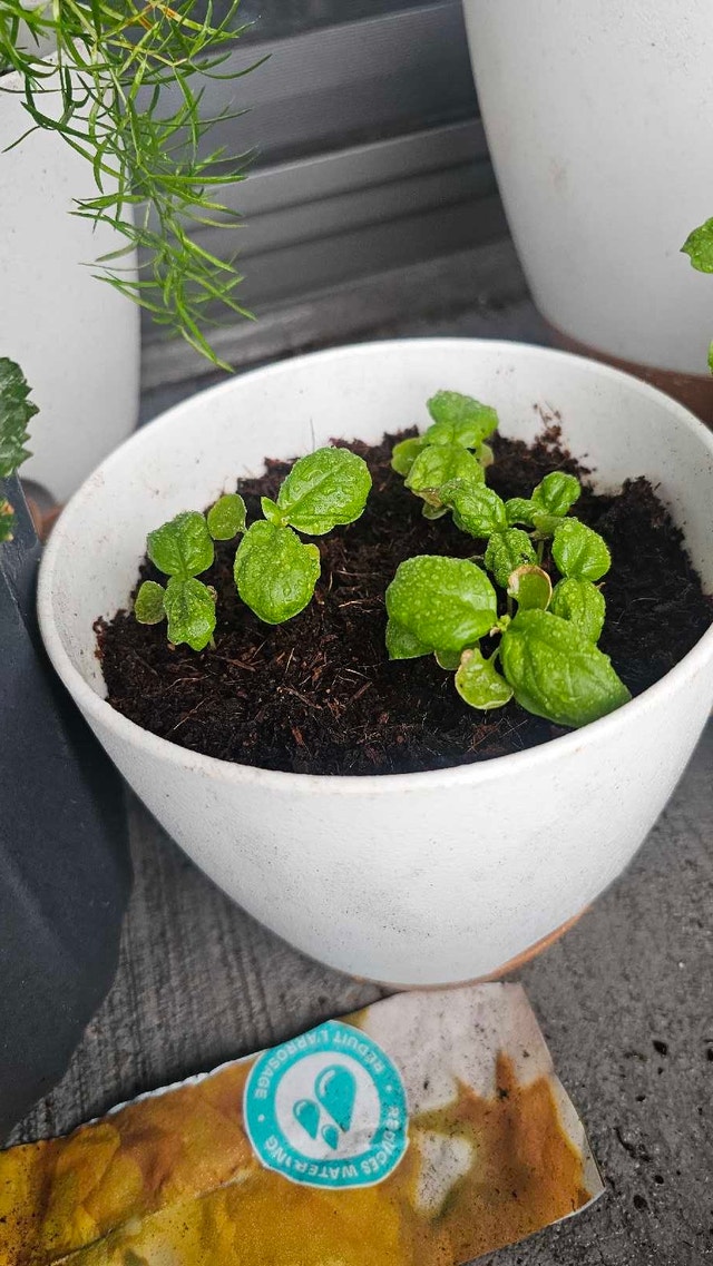 Potted Basil Plant Seedlings