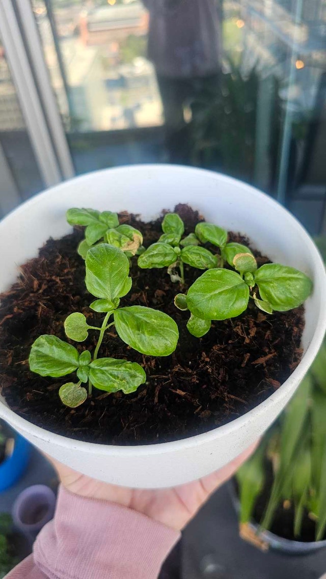 Potted Basil Plant Seedlings - photo 2