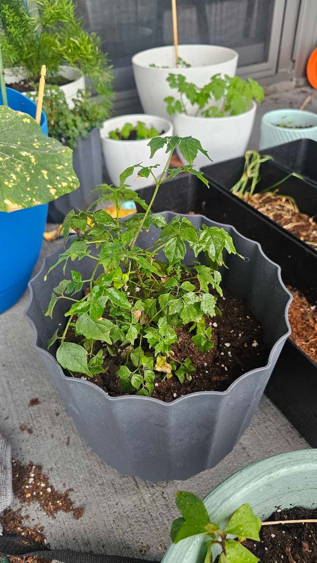 Small Plant in Grey Pot